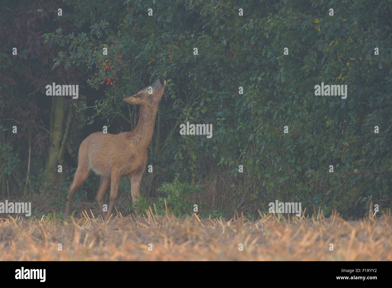 Capriolo / Reh ( Capreolus capreolus ) in una nebbiosa mattina alimentazione di foglie fresche da una siepe. Foto Stock