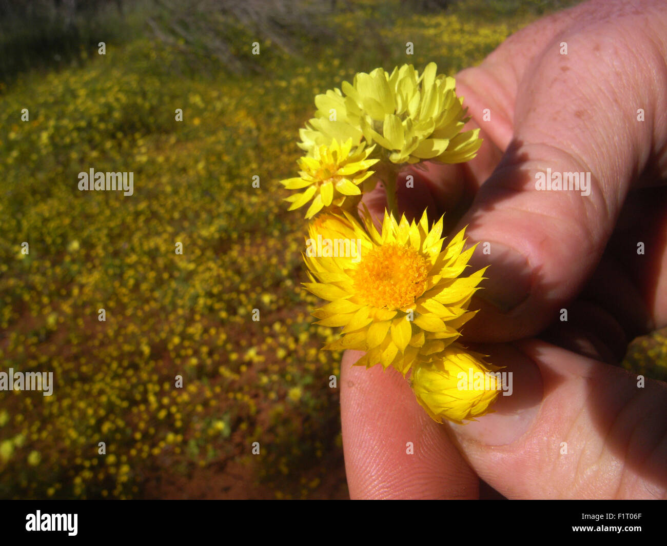 Moora, regione di Wheatbelt, Western Australia, 6 settembre 2015 - primavera fiori selvatici cominciano a fiorire ovunque in tutto lo stato, tappeti di giallo everlastings in questo resto patch di bosco in prossimità di Moora nella regione di Wheatbelt. In questo tempo dell anno i turisti provenienti da tutto il mondo si riversano in Australia Occidentale - un hotspot globale della biodiversità vegetale - per visualizzare centinaia di nativo specie floreali che non si trovano in nessun altro posto sulla terra. Credito: Suzanne lunghe/Alamy Live News Foto Stock