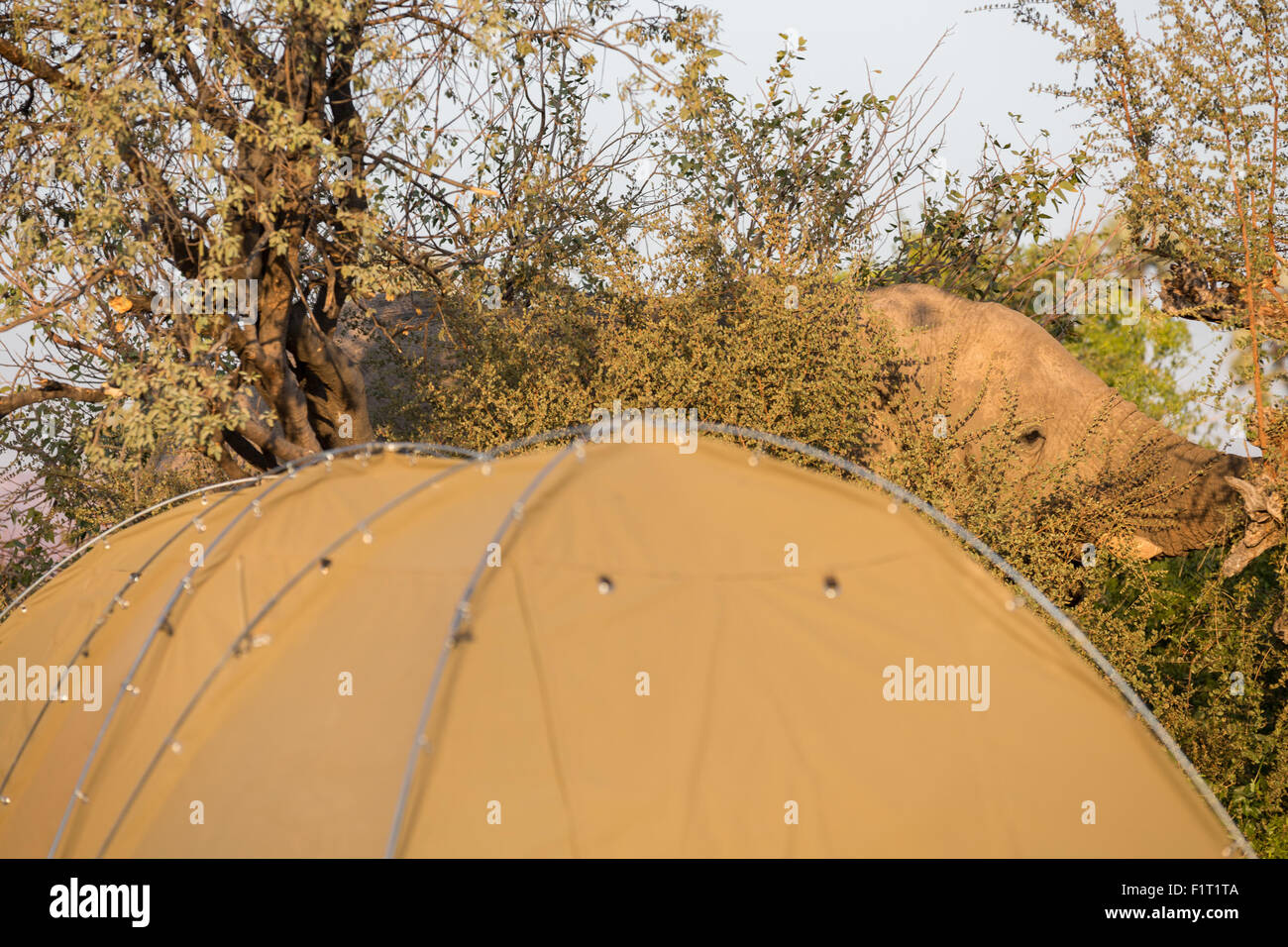 Elefante e ridge tenda Foto Stock