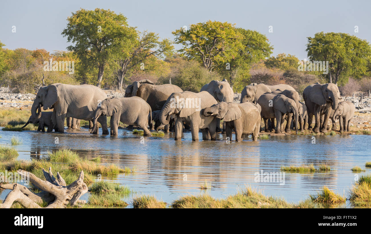 Elefanti in Etosha Foto Stock