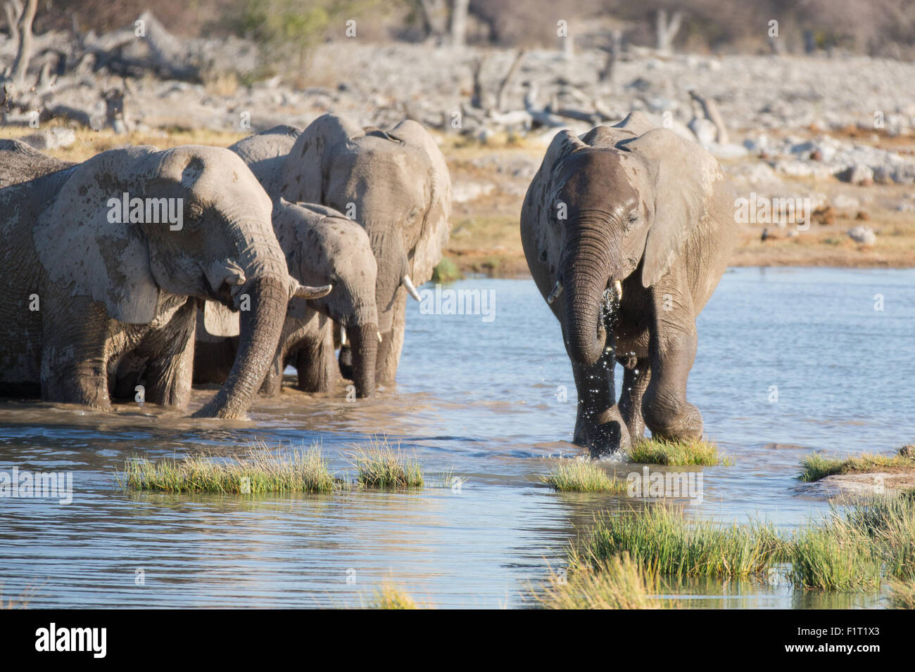 Elefanti in Etosha Foto Stock