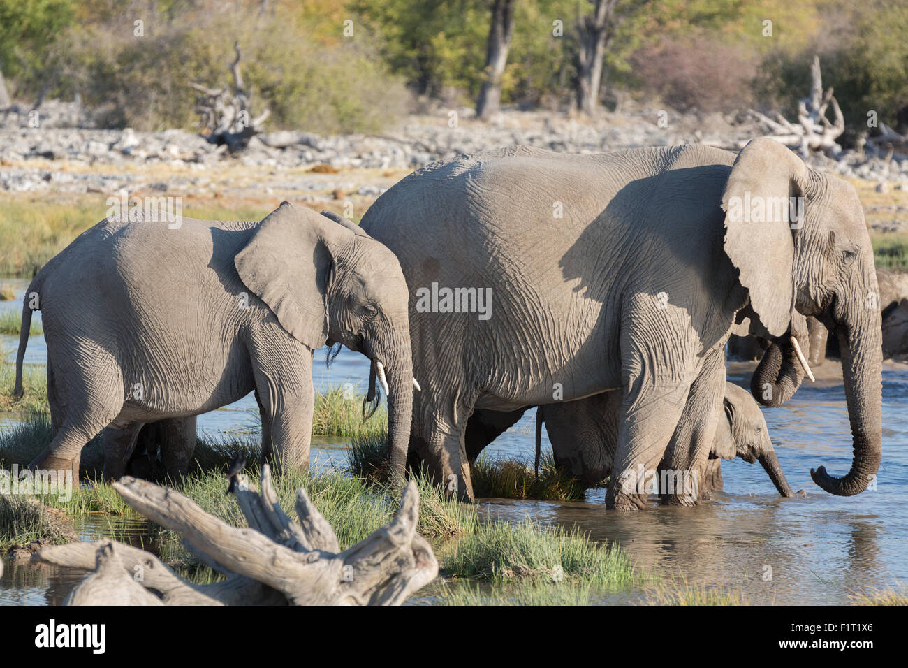 Elefanti in Etosha Foto Stock