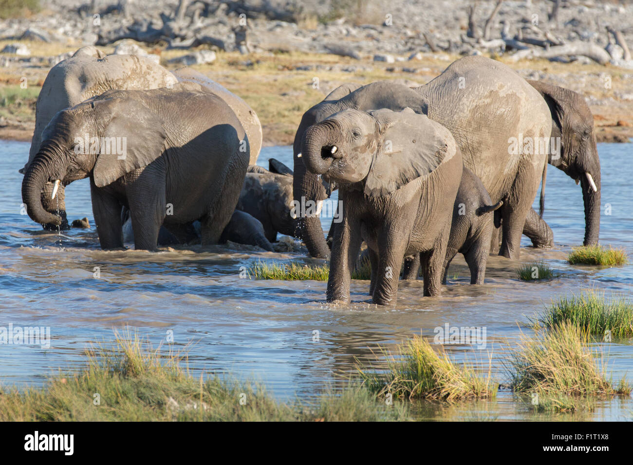 Elefanti in Etosha Foto Stock