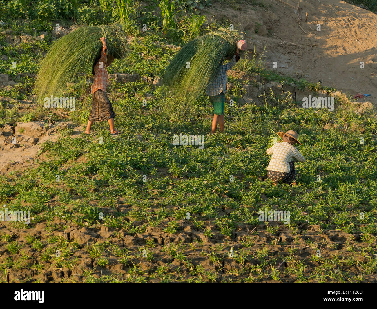 Agricoltore facendo lavori agricoli in un campo dal fiume Irrawaddy, Myanmar (Birmania), Asia Foto Stock