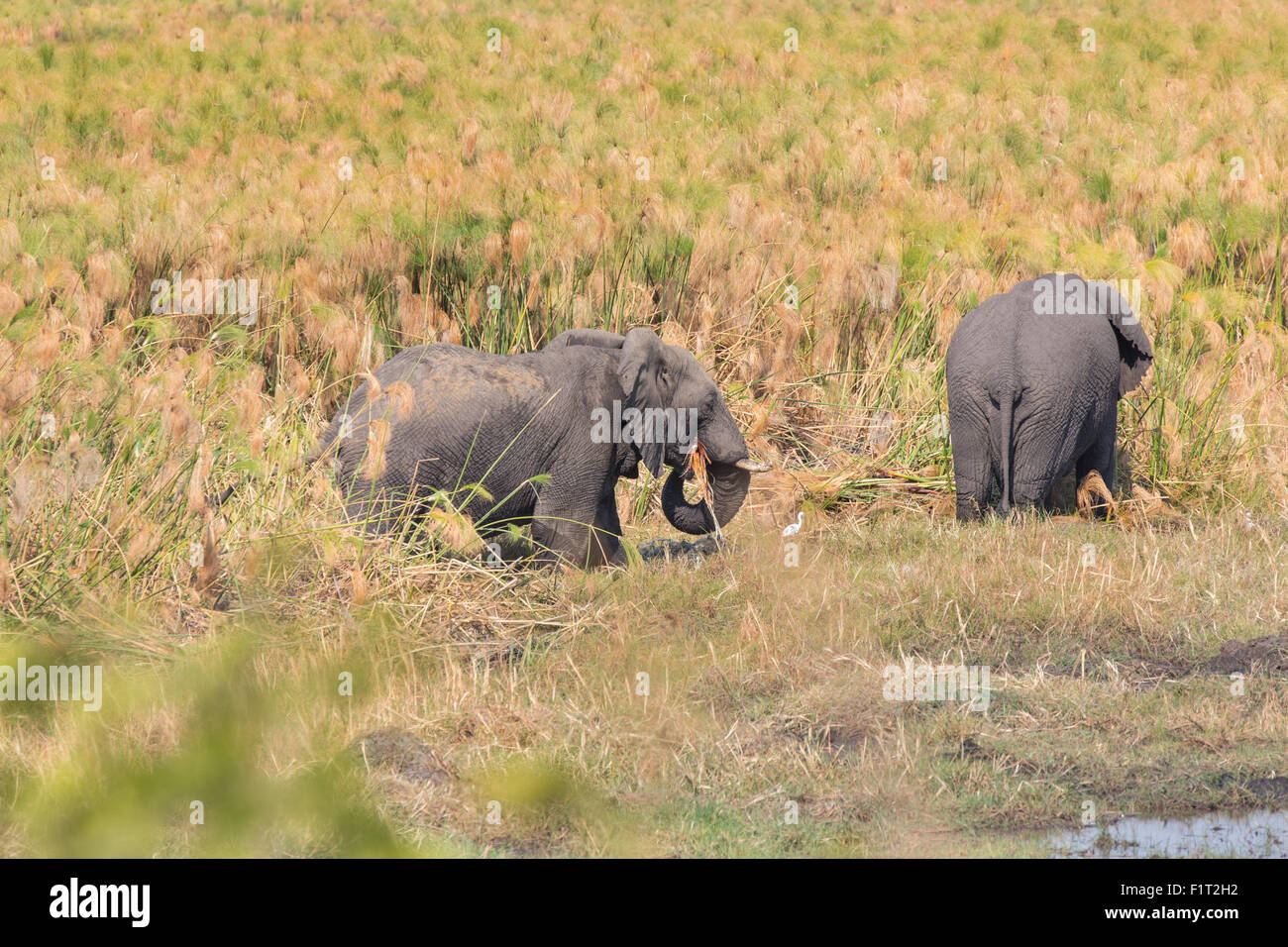 Elefante a piedi Foto Stock