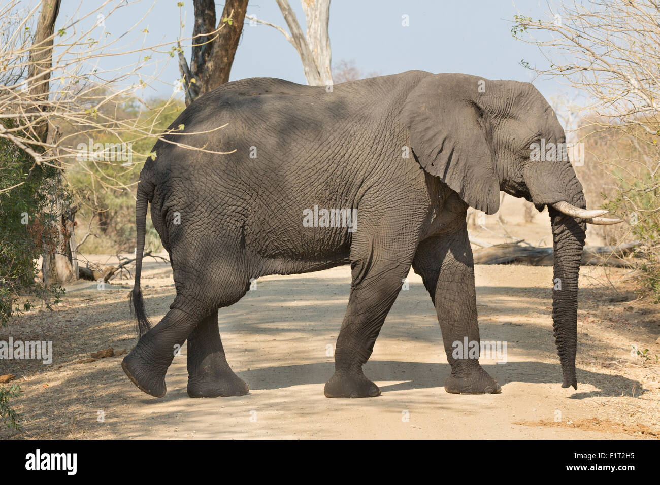 Elefante a piedi Foto Stock