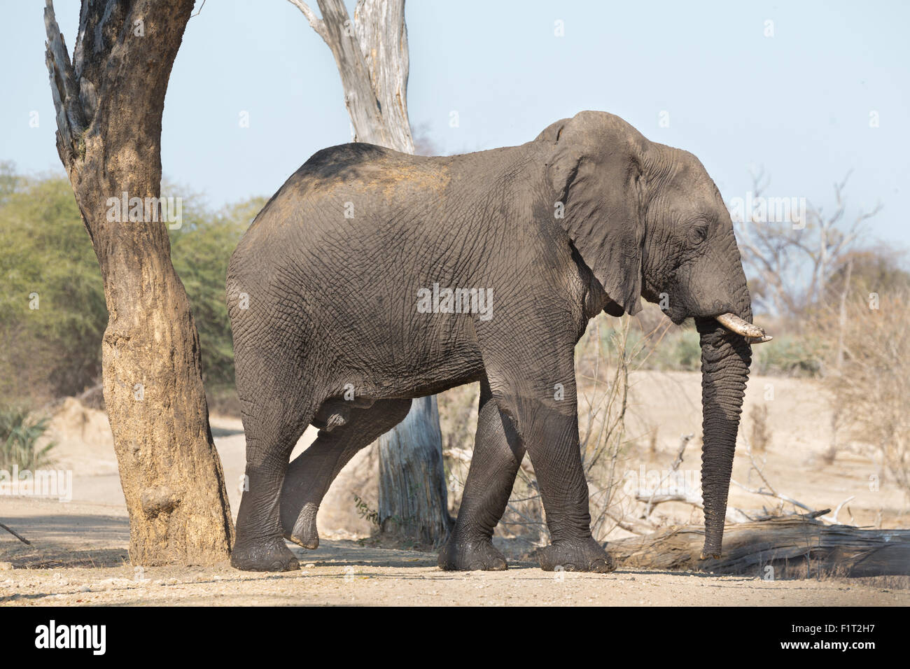 Elefante a piedi Foto Stock