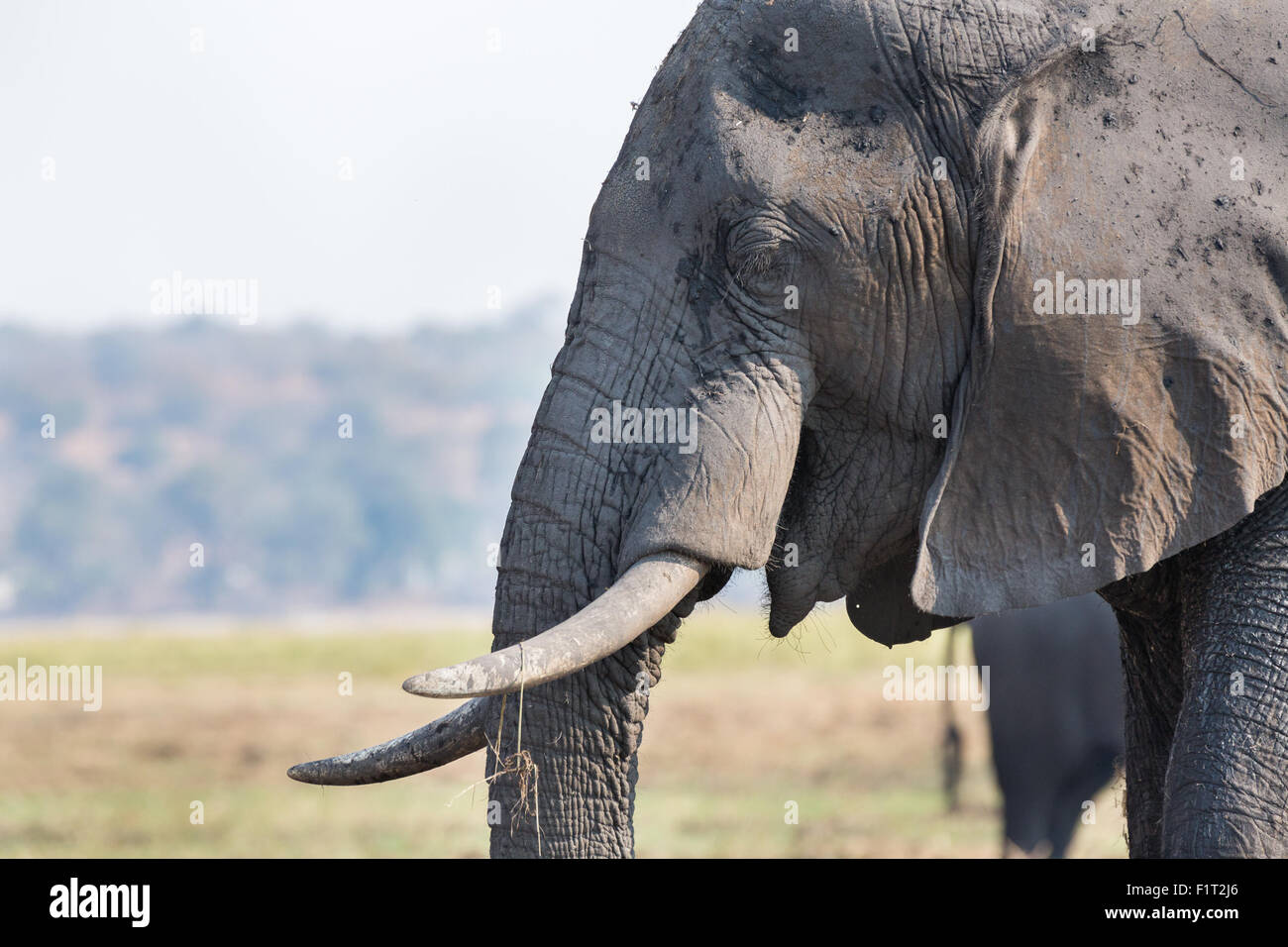 testa dell'elefante Foto Stock