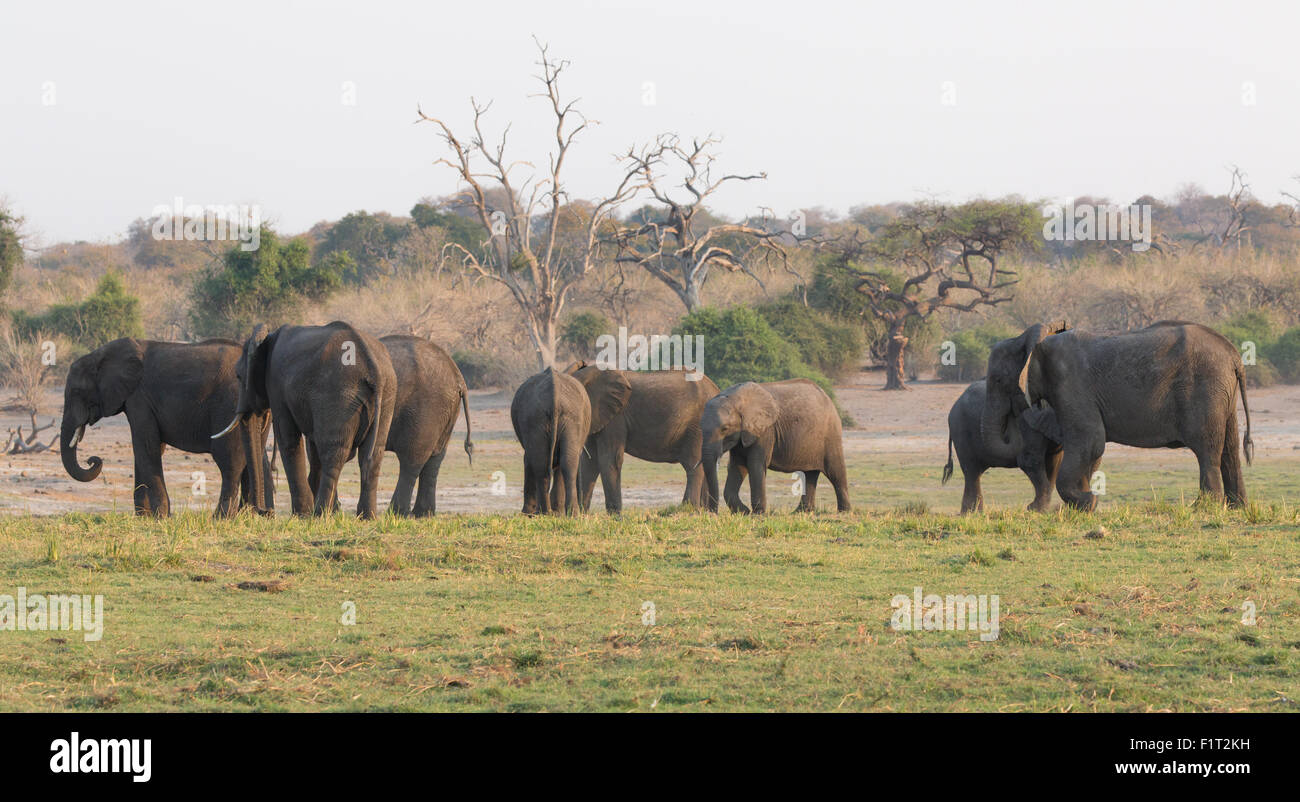 Gruppo di elefanti Foto Stock