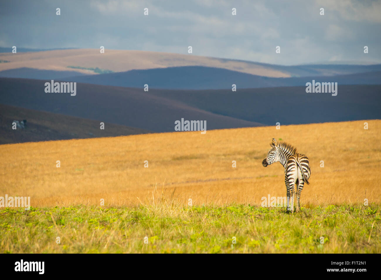 Le pianure zebra (Equus quagga), Nyika National Park, Malawi, Africa Foto Stock