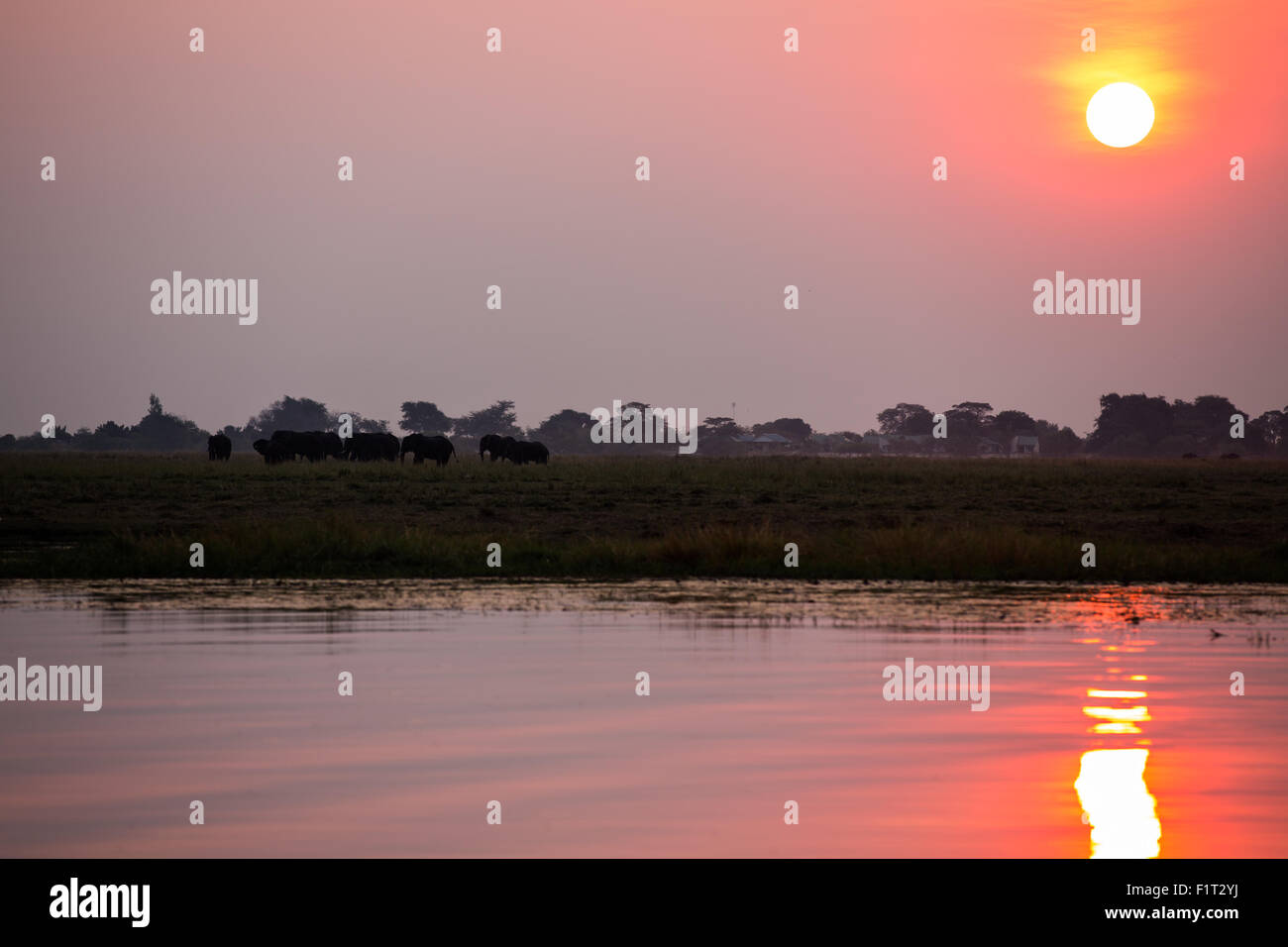 Gruppo di elefanti Foto Stock