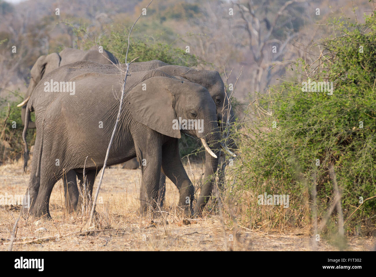 Elefante in alert Foto Stock
