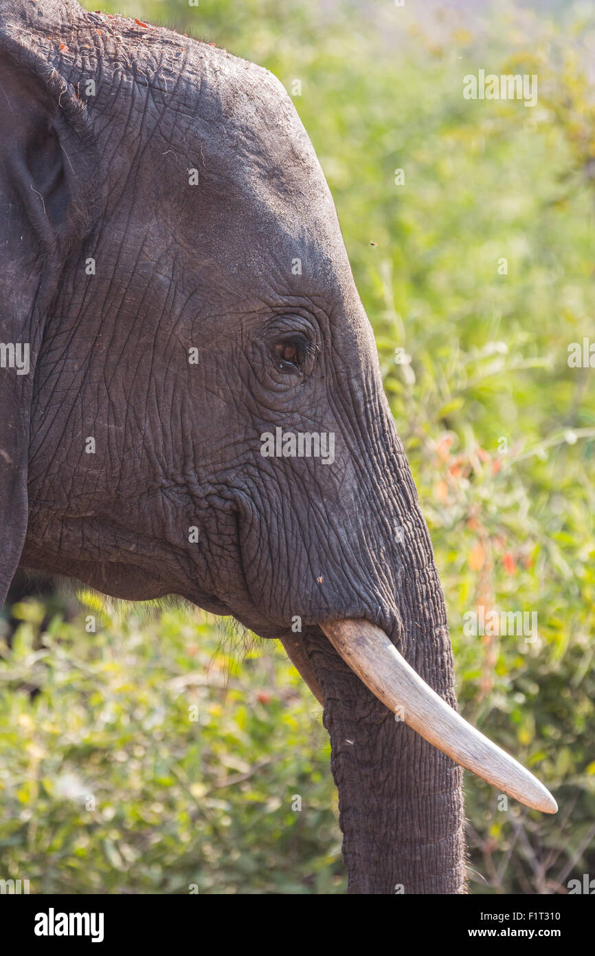 Primo piano di un elefante in allarme Foto Stock