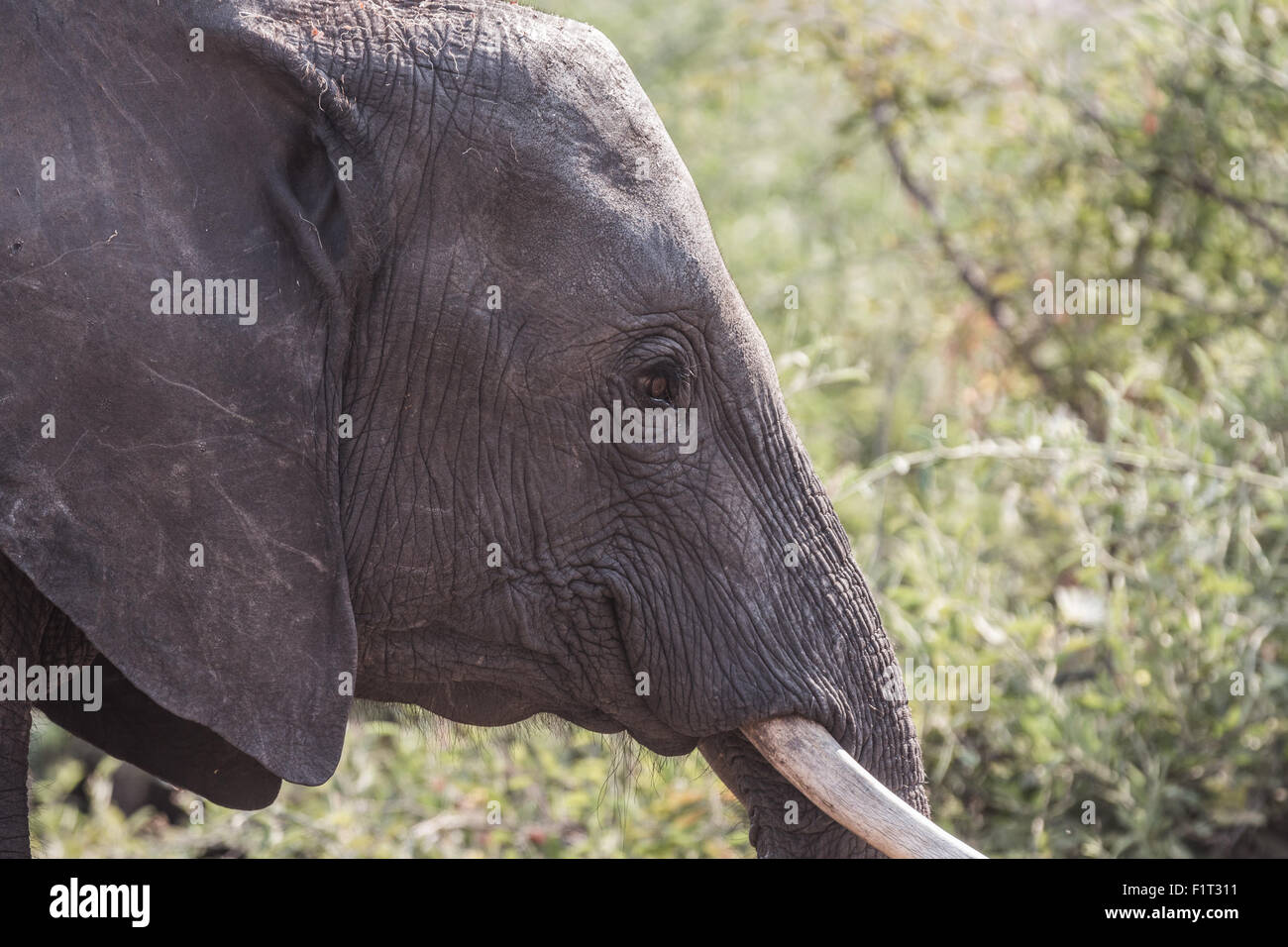 Primo piano di un elefante in allarme Foto Stock