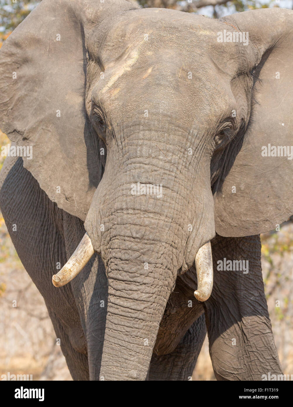 Elefante in alert Foto Stock