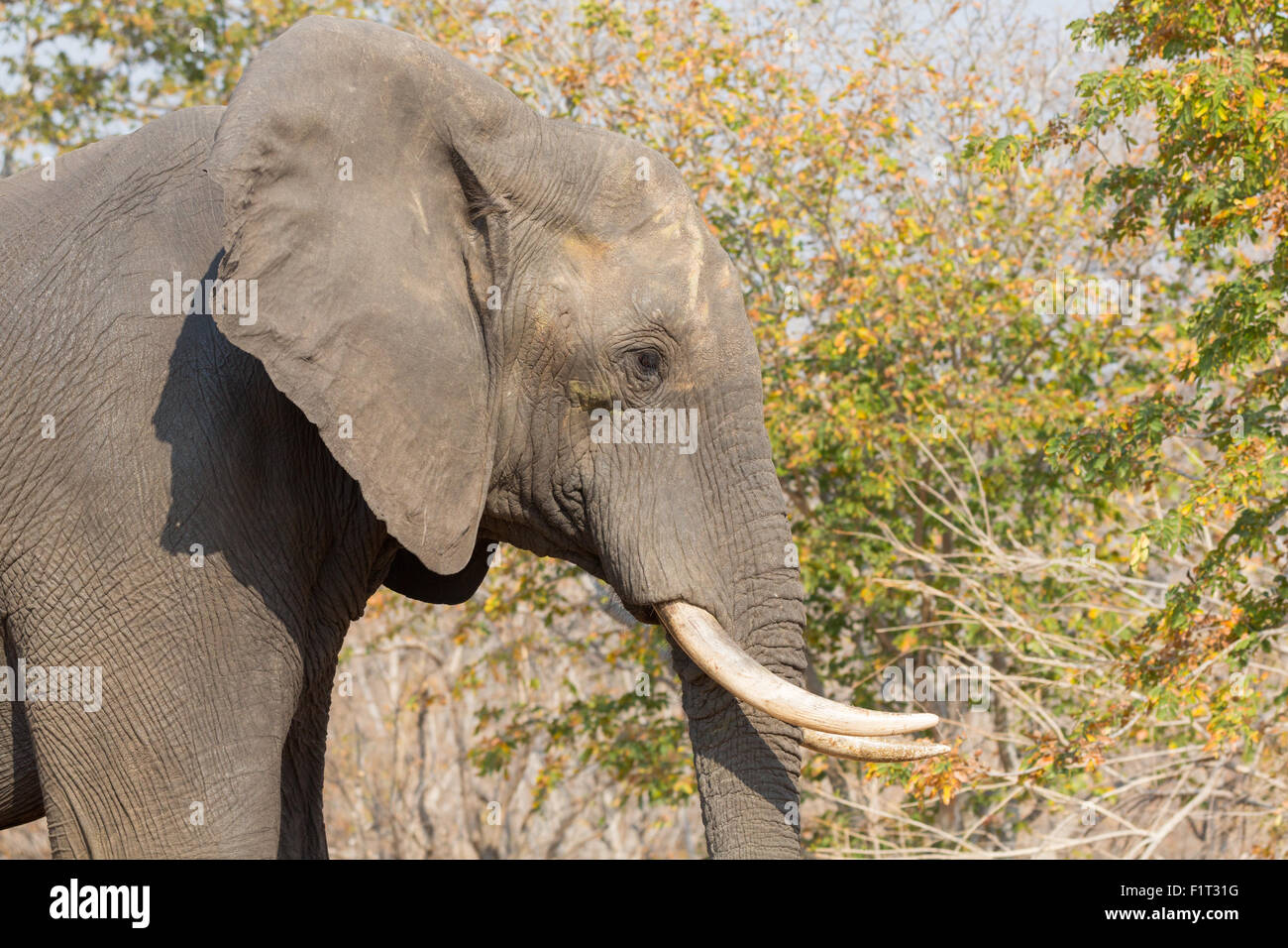 Elefante in alert Foto Stock