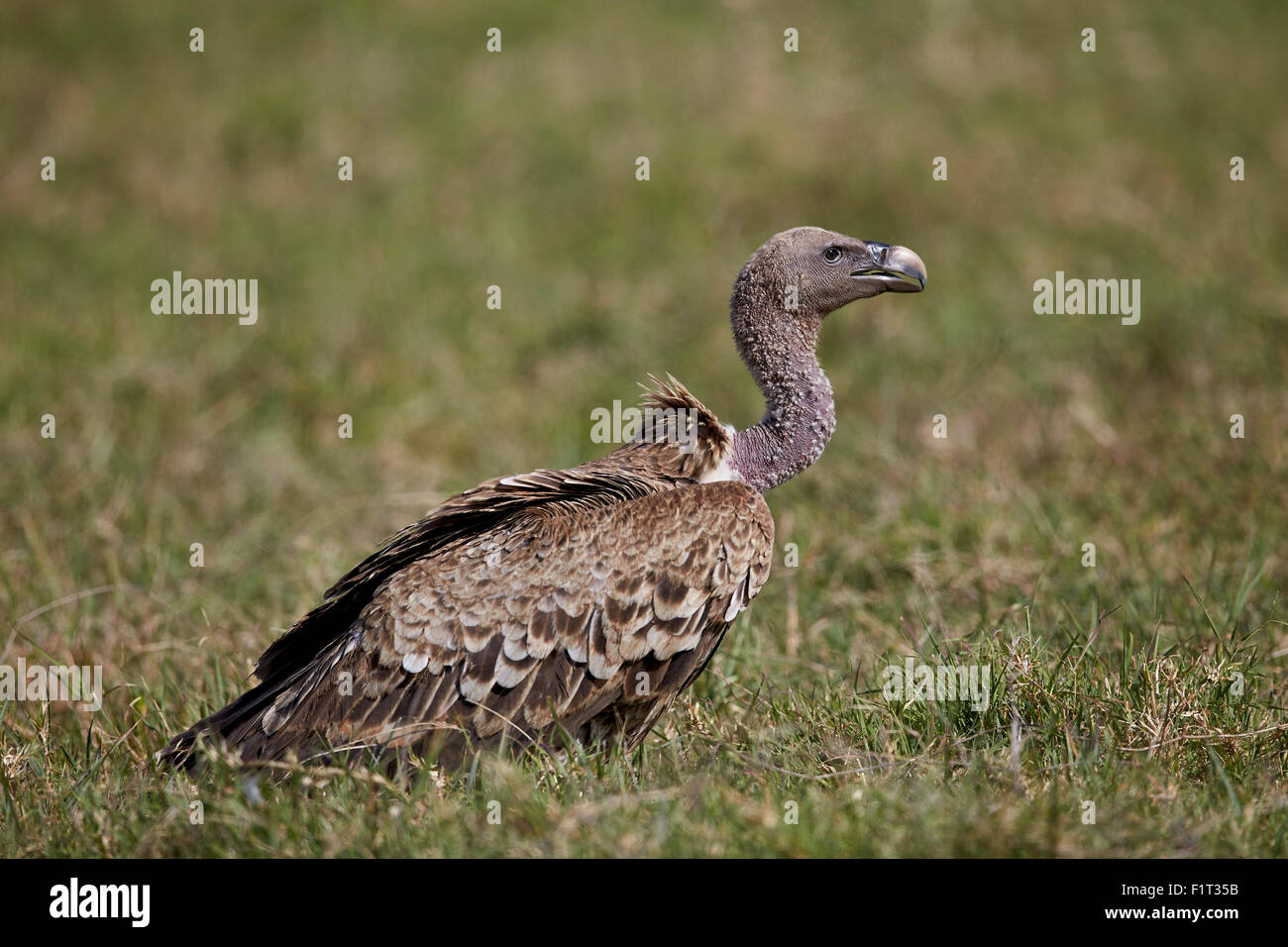 Ruppells grifone (Gyps rueppellii), il cratere di Ngorongoro, Tanzania, Africa orientale, Africa Foto Stock