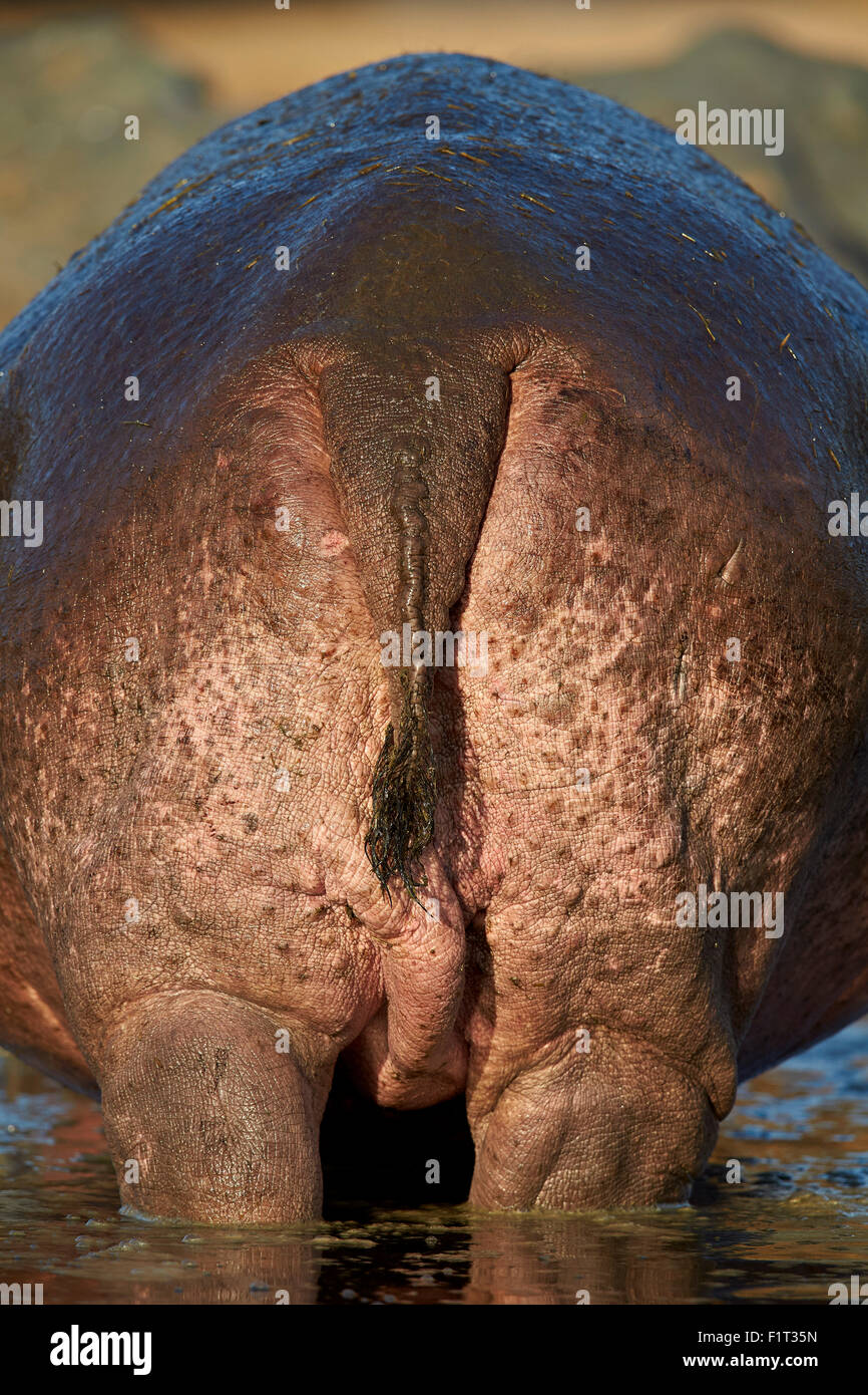 Ippopotamo (Hippopotamus amphibius) estremità posteriore, Serengeti National Park, Tanzania, Africa orientale, Africa Foto Stock