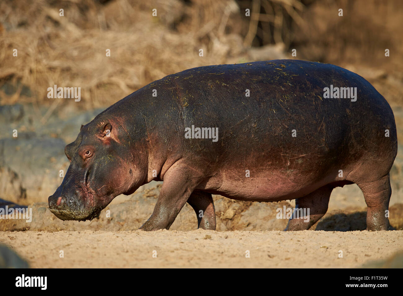 Ippopotamo (Hippopotamus amphibius) fuori dall'acqua, Parco Nazionale del Serengeti, Tanzania, Africa orientale, Africa Foto Stock