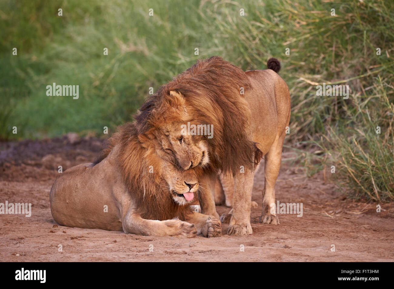 Due leoni (Panthera leo), il Parco Nazionale del Serengeti, Tanzania, Africa orientale, Africa Foto Stock