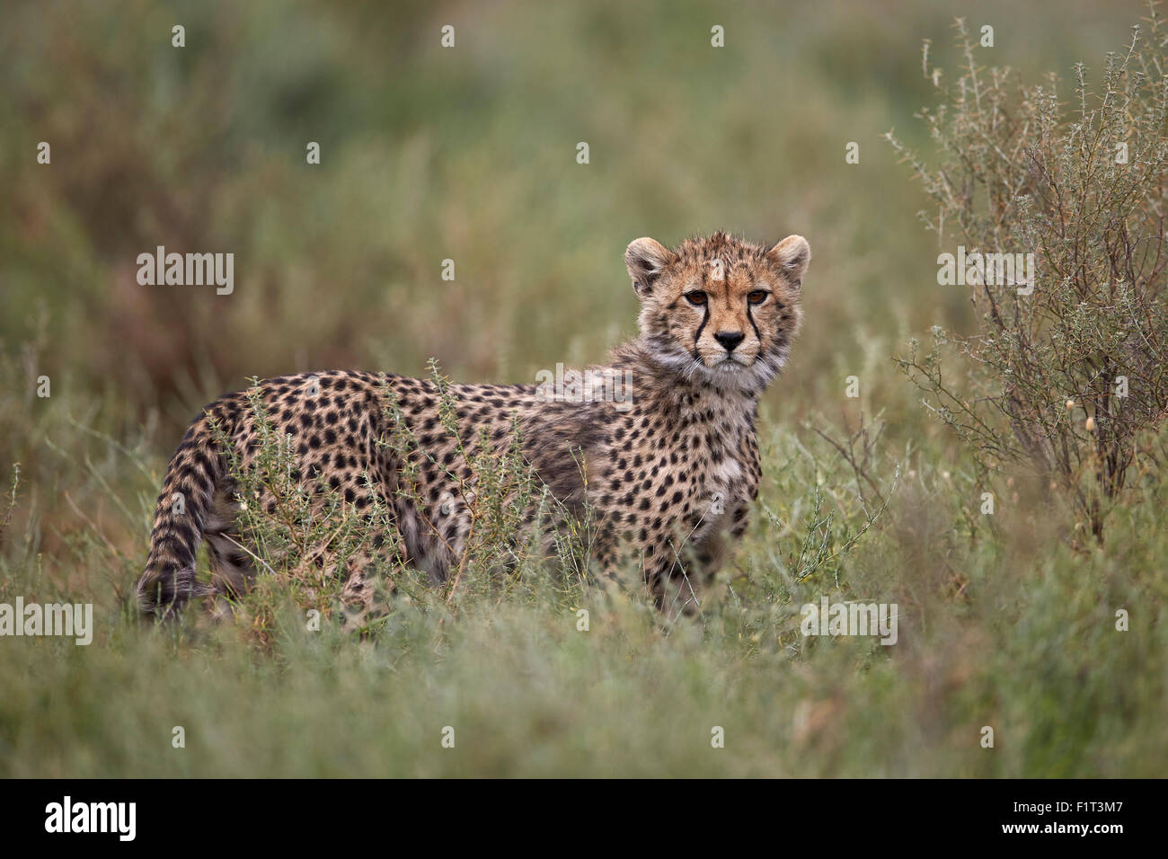 Ghepardo (Acinonyx jubatus) cub, Serengeti National Park, Tanzania, Africa orientale, Africa Foto Stock