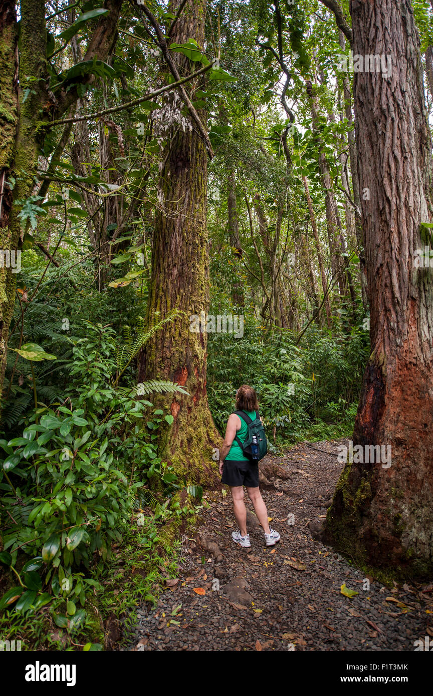 Escursionismo Manoa Falls Trail, Honolulu Oahu, Hawaii, Stati Uniti d'America, il Pacifico Foto Stock