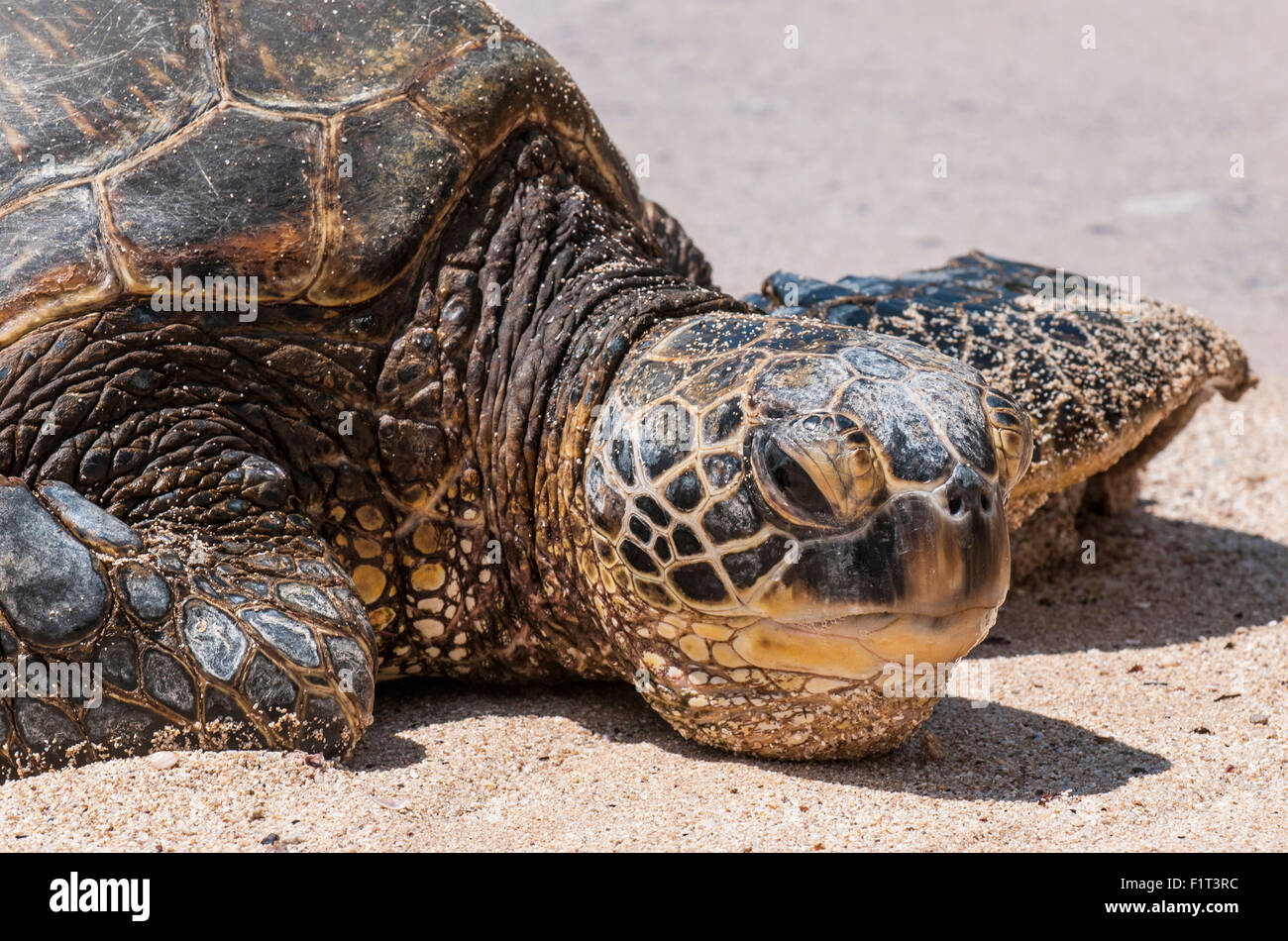 Una tartaruga verde (Chelonia Mydas) sulla spiaggia Laniakea, North Shore Oahu, Hawaii, Stati Uniti d'America, il Pacifico Foto Stock