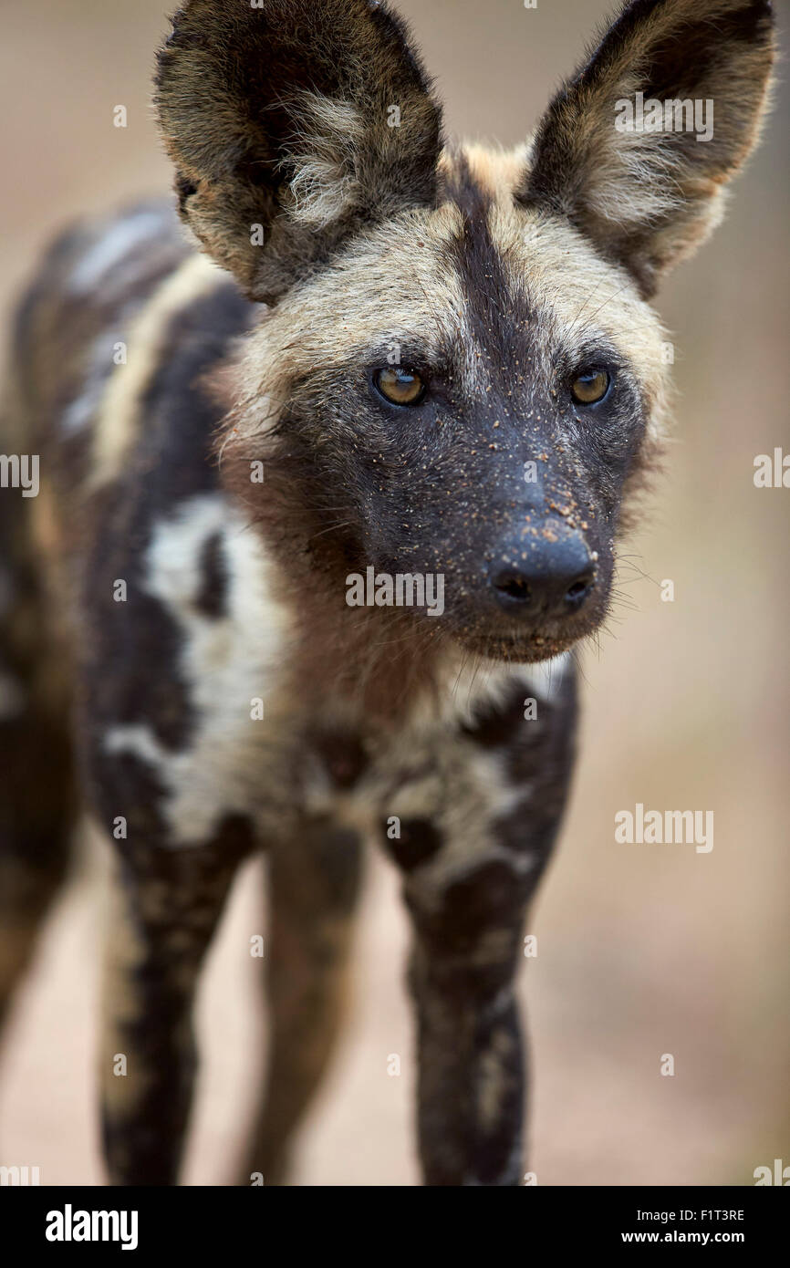 African wild dog (African Hunting dog) (Capo Caccia cane) (Lycaon pictus), Kruger National Park, Sud Africa e Africa Foto Stock