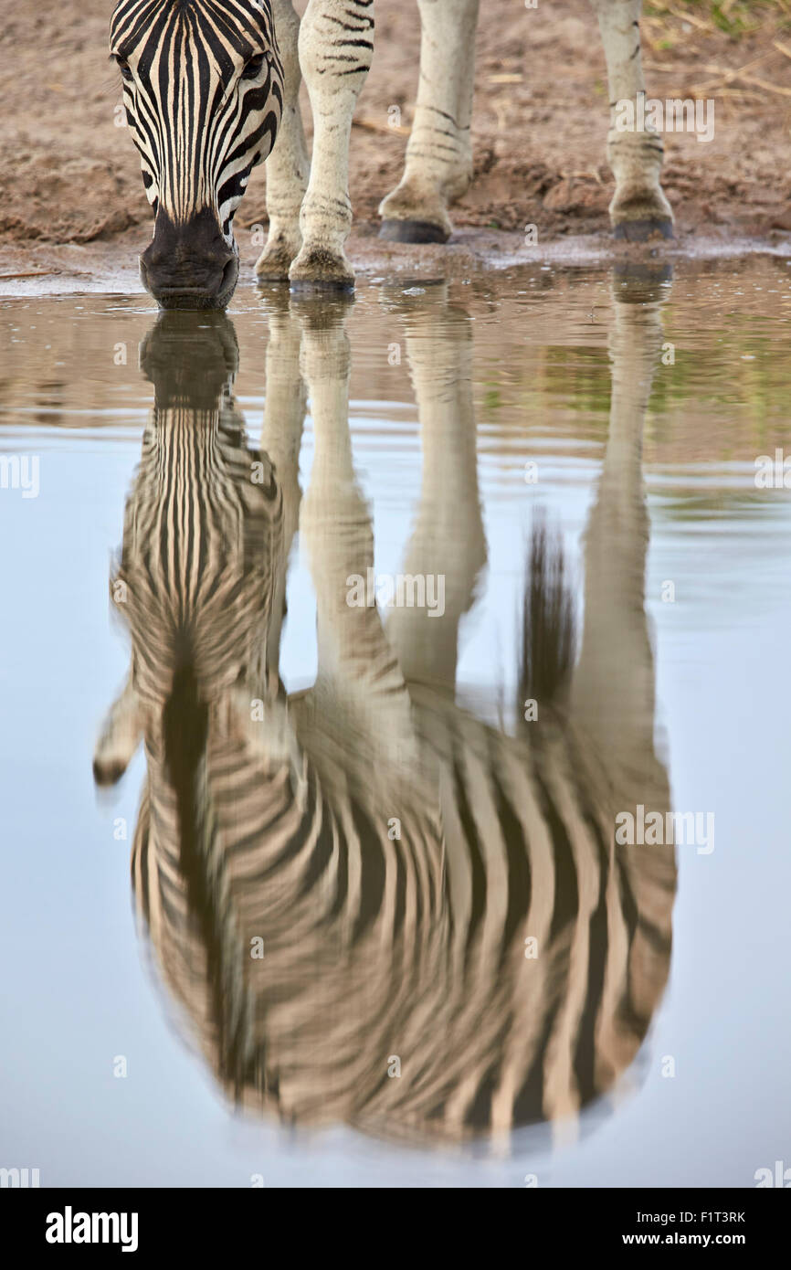 Zebra comune (pianure zebra) (Burchell's zebra) (Equus burchelli) riflessione, Kruger National Park, Sud Africa e Africa Foto Stock
