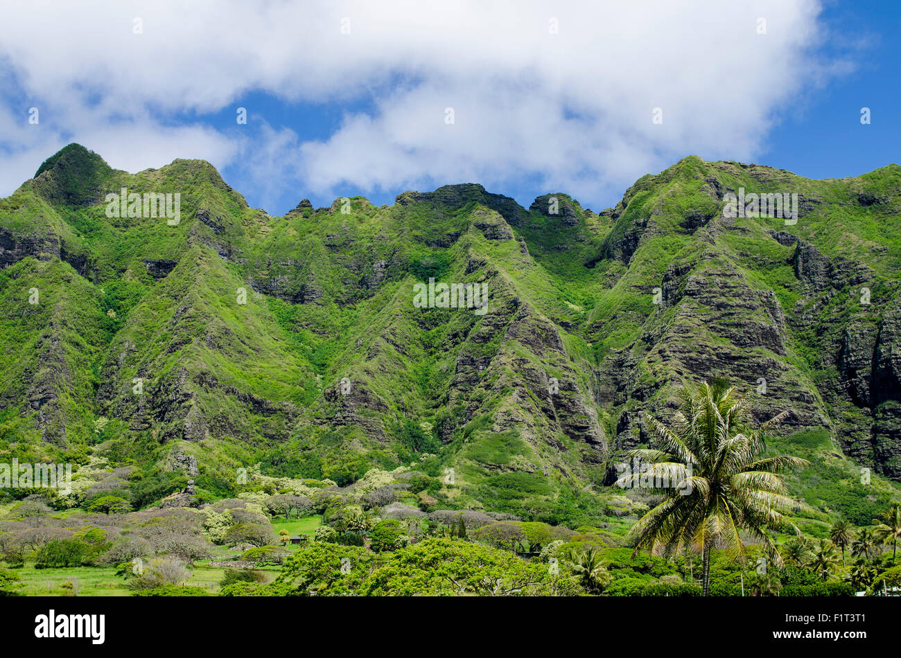 Hau'ula riserva forestale, Koolau Rage di montagna, Oahu, Hawaii, Stati Uniti d'America, il Pacifico Foto Stock