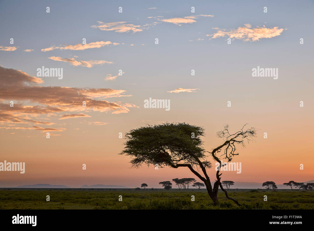 Acacia e nuvole all'alba, Ngorongoro Conservation Area, Sito Patrimonio Mondiale dell'UNESCO, Serengeti, Tanzania Africa orientale Foto Stock