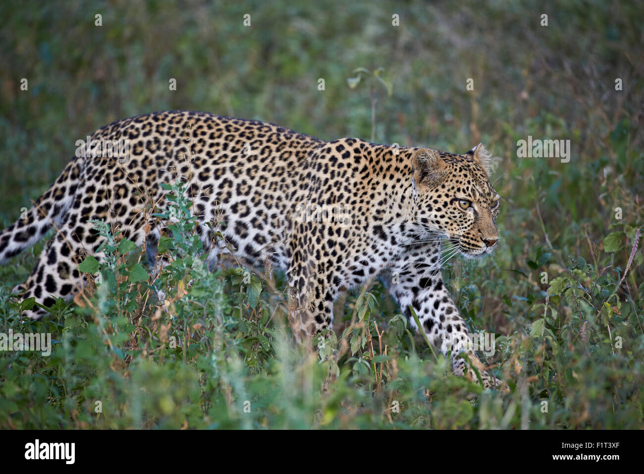 Leopard (Panthera pardus), Ngorongoro Conservation Area, Sito Patrimonio Mondiale dell'UNESCO, Serengeti, Tanzania, Africa orientale, Africa Foto Stock