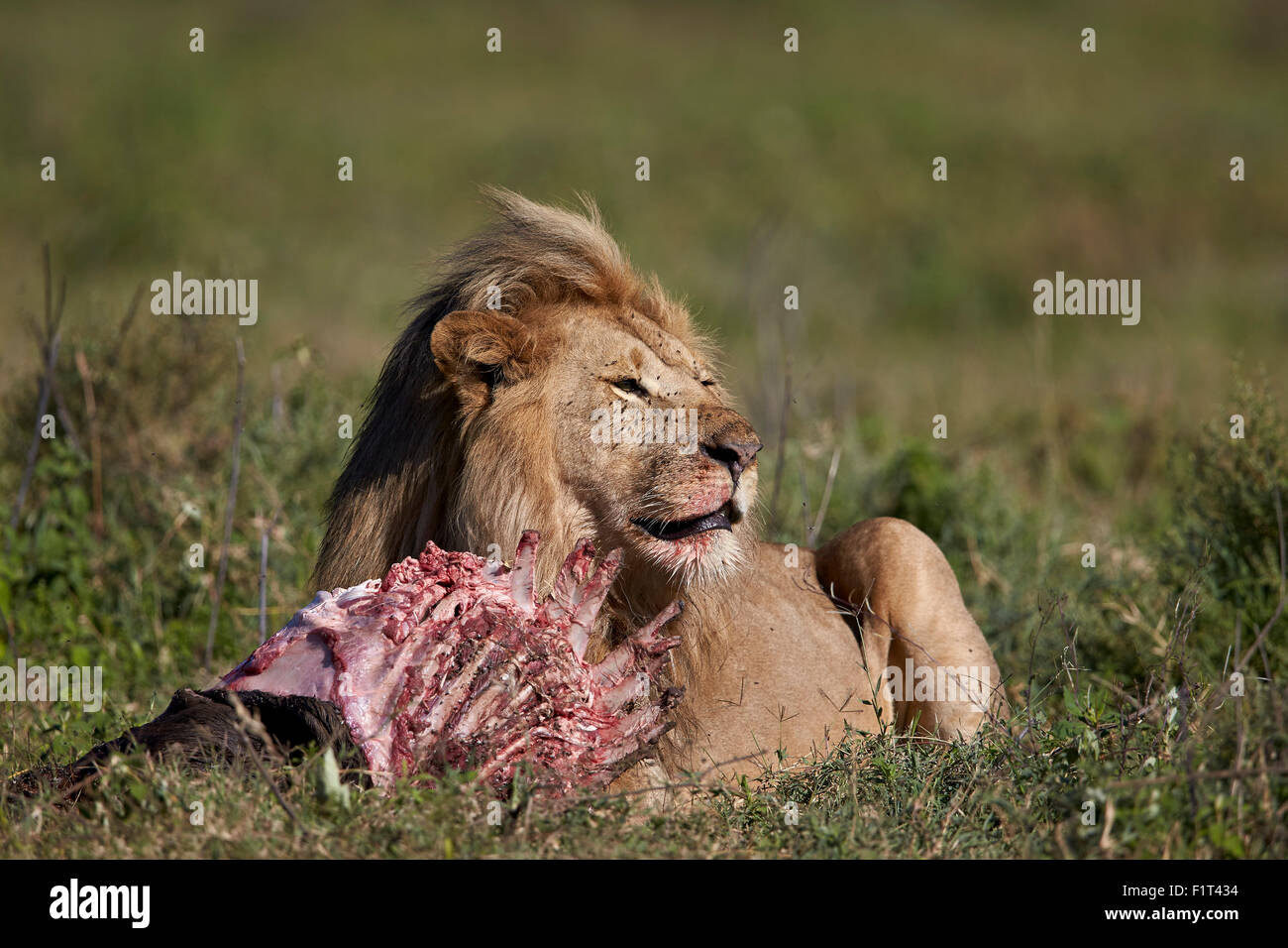 Lion (Panthera leo) ad una carcassa di gnu, Ngorongoro Conservation Area, Sito Patrimonio Mondiale dell'UNESCO, Serengeti, Tanzania Foto Stock