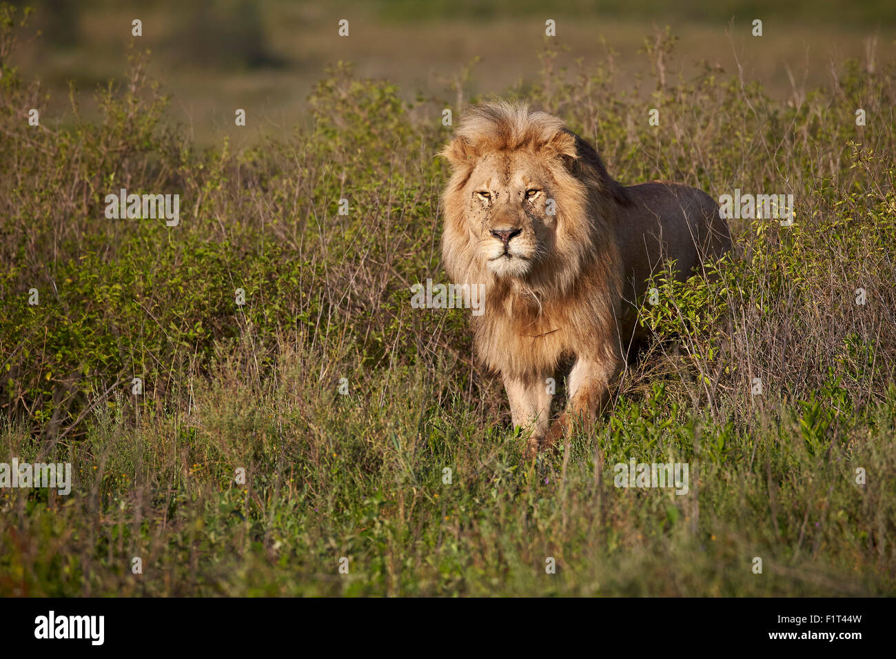 Lion (Panthera leo), Ngorongoro Conservation Area, Sito Patrimonio Mondiale dell'UNESCO, Serengeti, Tanzania, Africa orientale, Africa Foto Stock