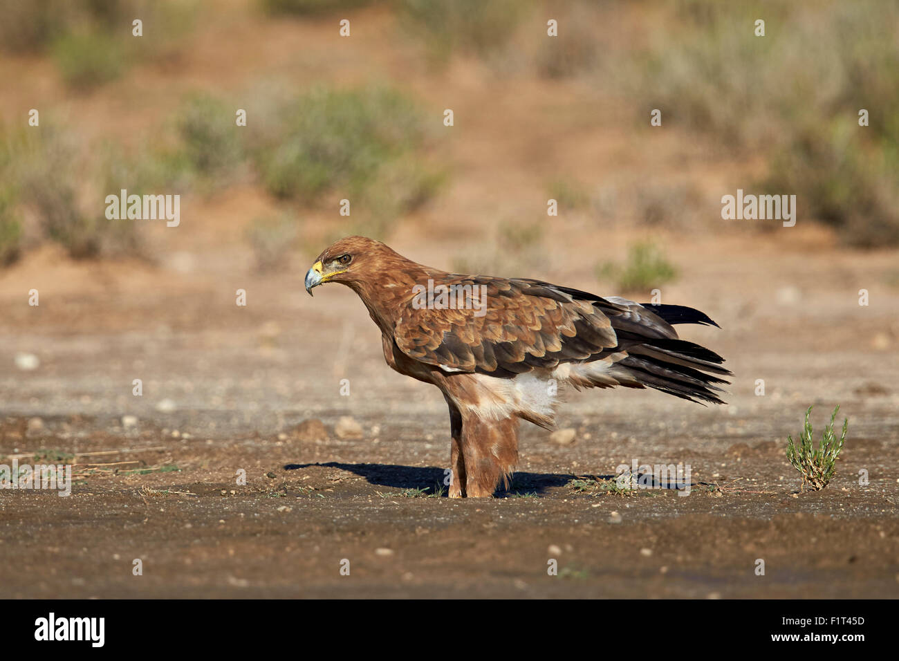 Bruno eagle (Aquila rapax), Kgalagadi Parco transfrontaliera che comprenda la ex Kalahari Gemsbok National Park, Sud Africa Foto Stock