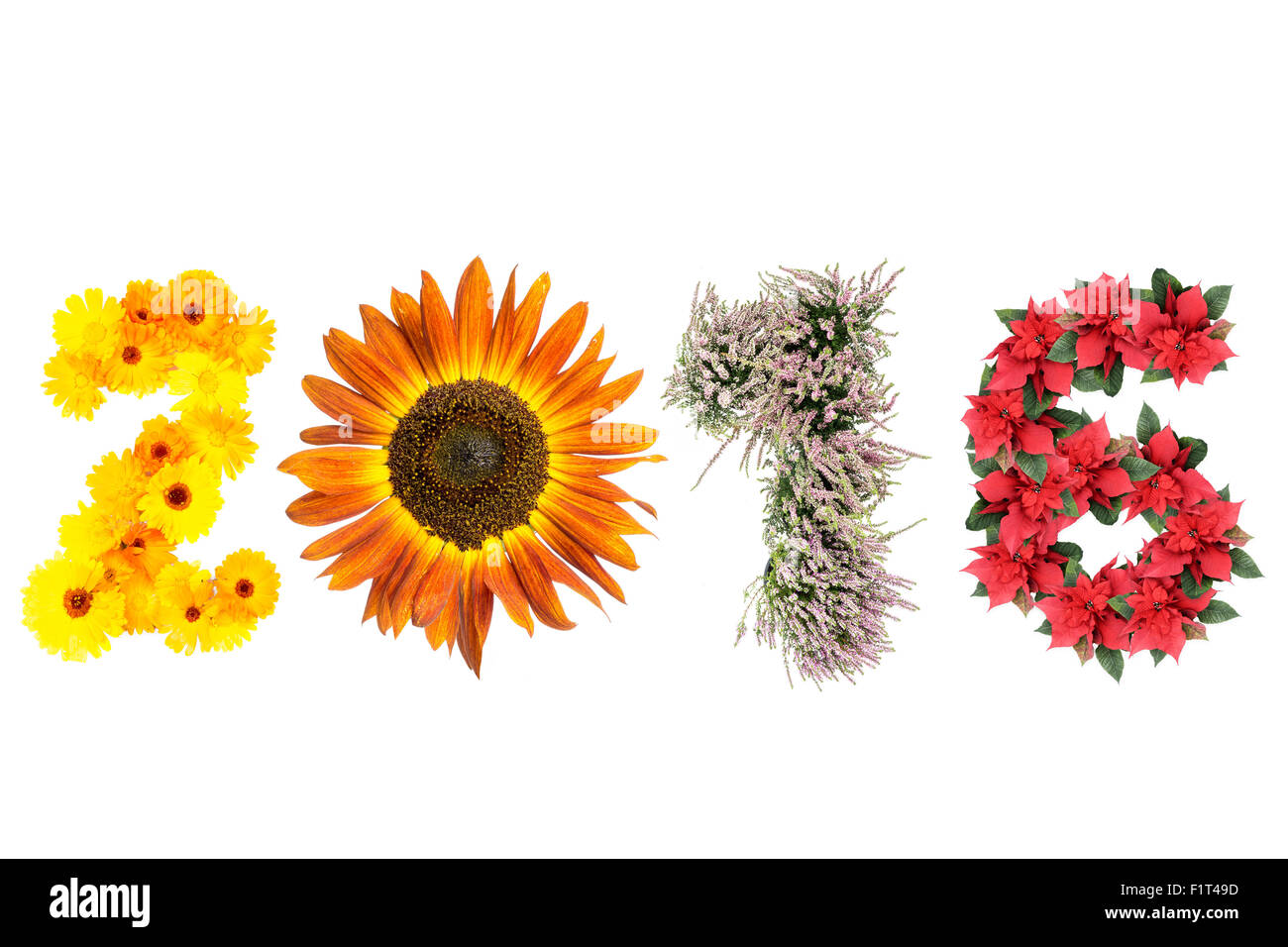 2016 Anno Nuovo data formata da fiori di tagete, girasole, erica e poinsettia in rappresentanza di quattro stagione dell'anno Foto Stock