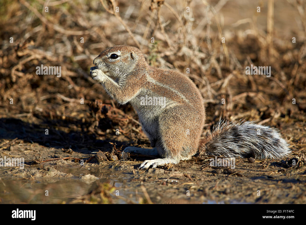 Massa del capo scoiattolo (Xerus inauris) mangiare, Kgalagadi Parco transfrontaliero, Sud Africa Foto Stock