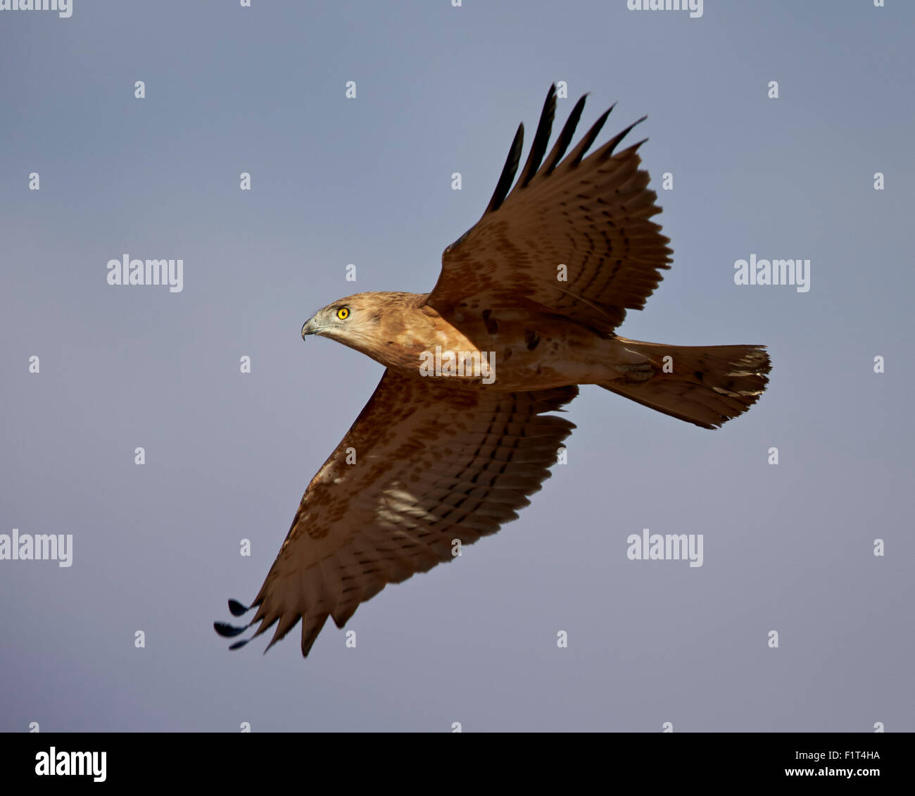 Nero-breasted snake eagle (nero-chested snake eagle) (Circaetus pettorale), Kgalagadi Parco transfrontaliero, Sud Africa Foto Stock