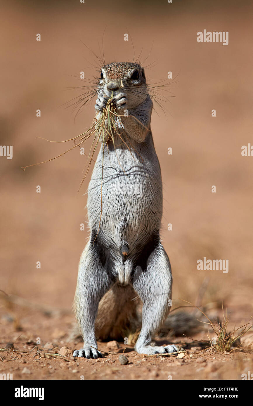 Massa del capo scoiattolo (Xerus inauris) mangiare, Kgalagadi Parco transfrontaliero, Sud Africa Foto Stock