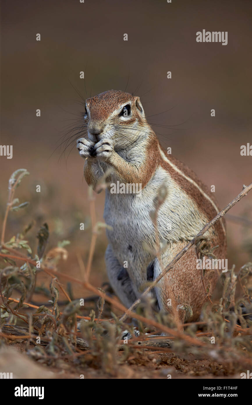 Massa del capo scoiattolo (Xerus inauris) mangiare, Kgalagadi Parco transfrontaliero, Sud Africa Foto Stock
