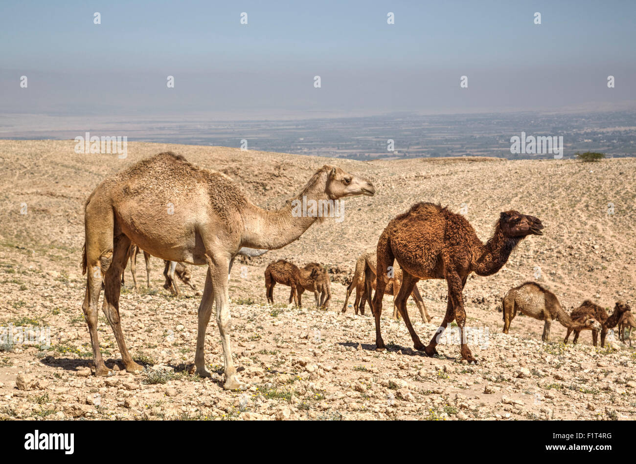 Cammelli nei pressi del Mar Morto, Giordania, Medio Oriente Foto Stock