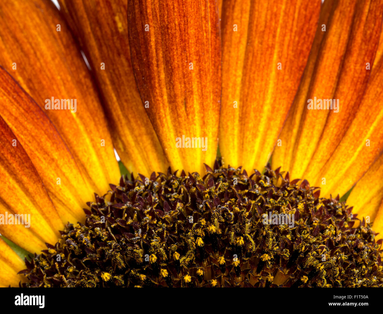 Closeup colpo di bella semi di girasole Foto Stock