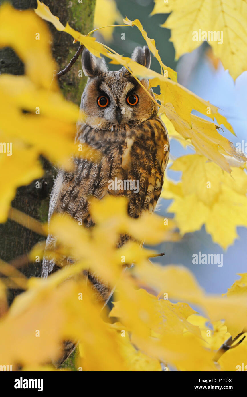 Gufo dalle orecchie lunghe / Waldohreule ( Asio otus ) in un albero autunnale, occhi arancioni spalancati, circondato da foglie dorate, fauna selvatica, Europa, Germania. Foto Stock
