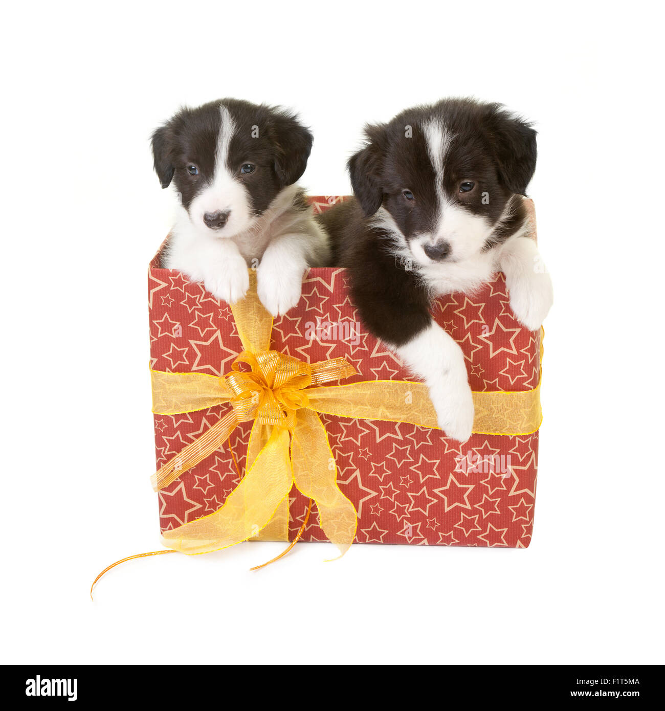 Twin Border Collie cuccioli in un regalo di natale Foto stock - Alamy