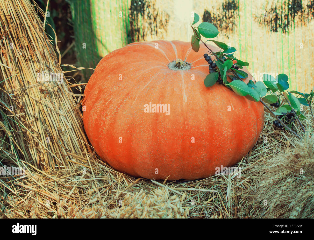 Tra le pulegge scanalate e spighe di grano raccolti è grande mature arancione zucca, decorata con ramoscelli verdi. Foto Stock