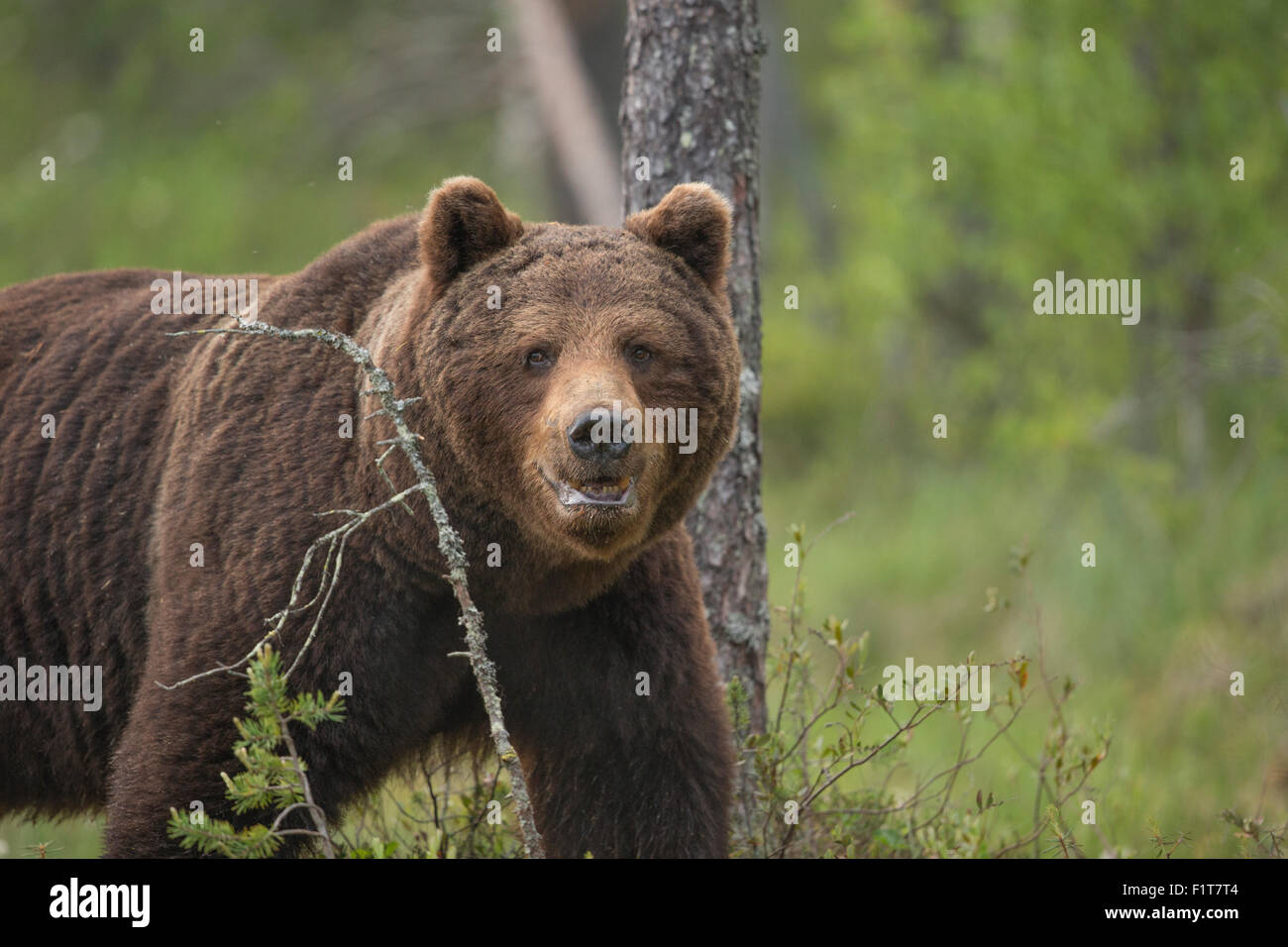 Unione di orso bruno Ursus arctos arctos. Foto Stock