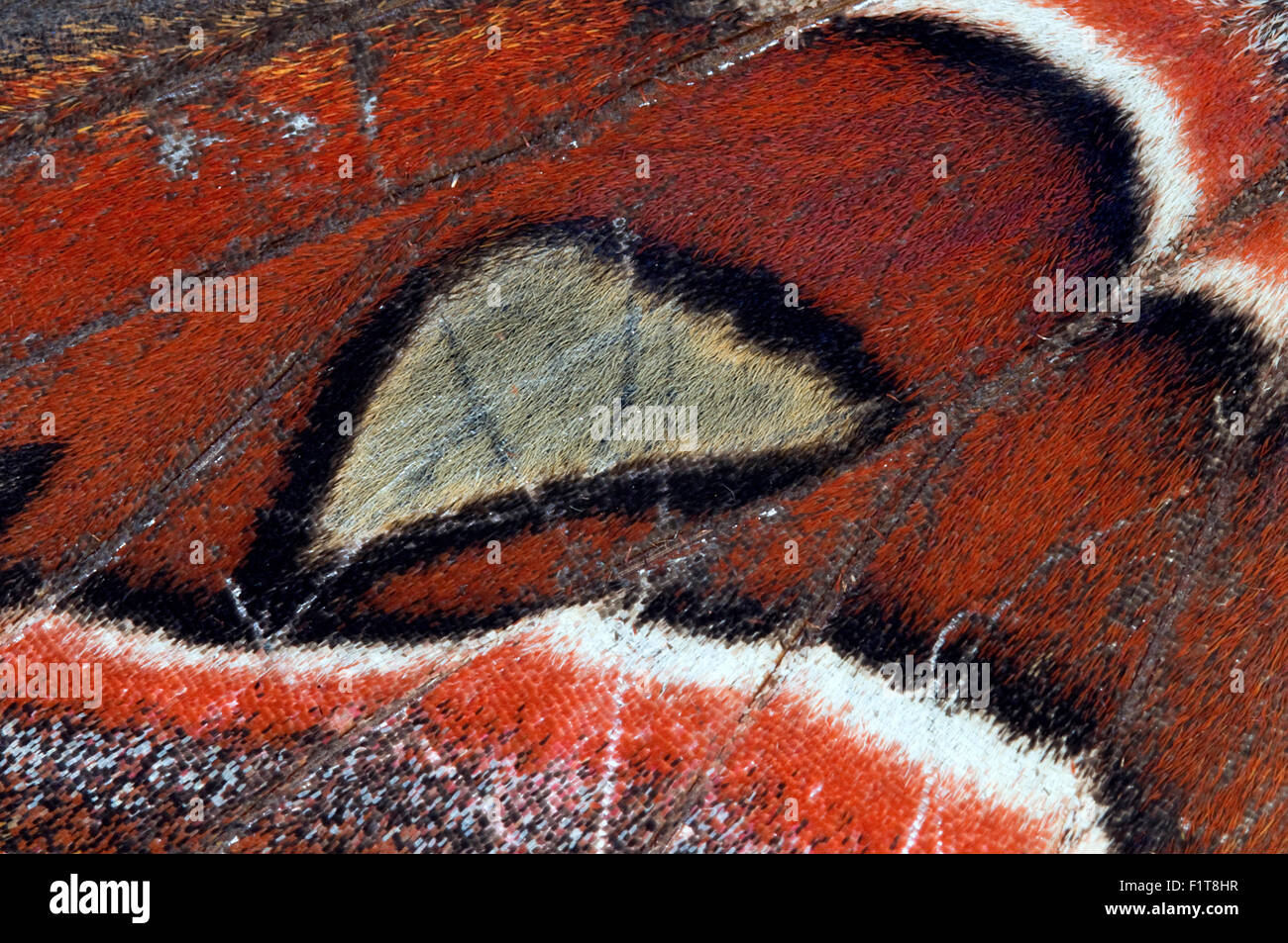 Atlas moth Goa in India Foto Stock