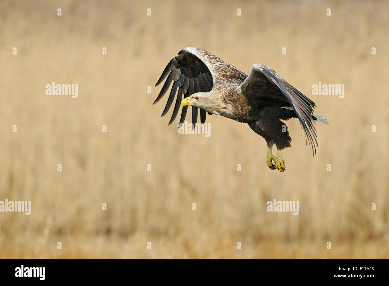 White-tailed Eagle / Sea Eagle / Seeadler ( Haliaeetus albicilla ) battenti, larghe ali aperte, circondato da golden reed. Foto Stock