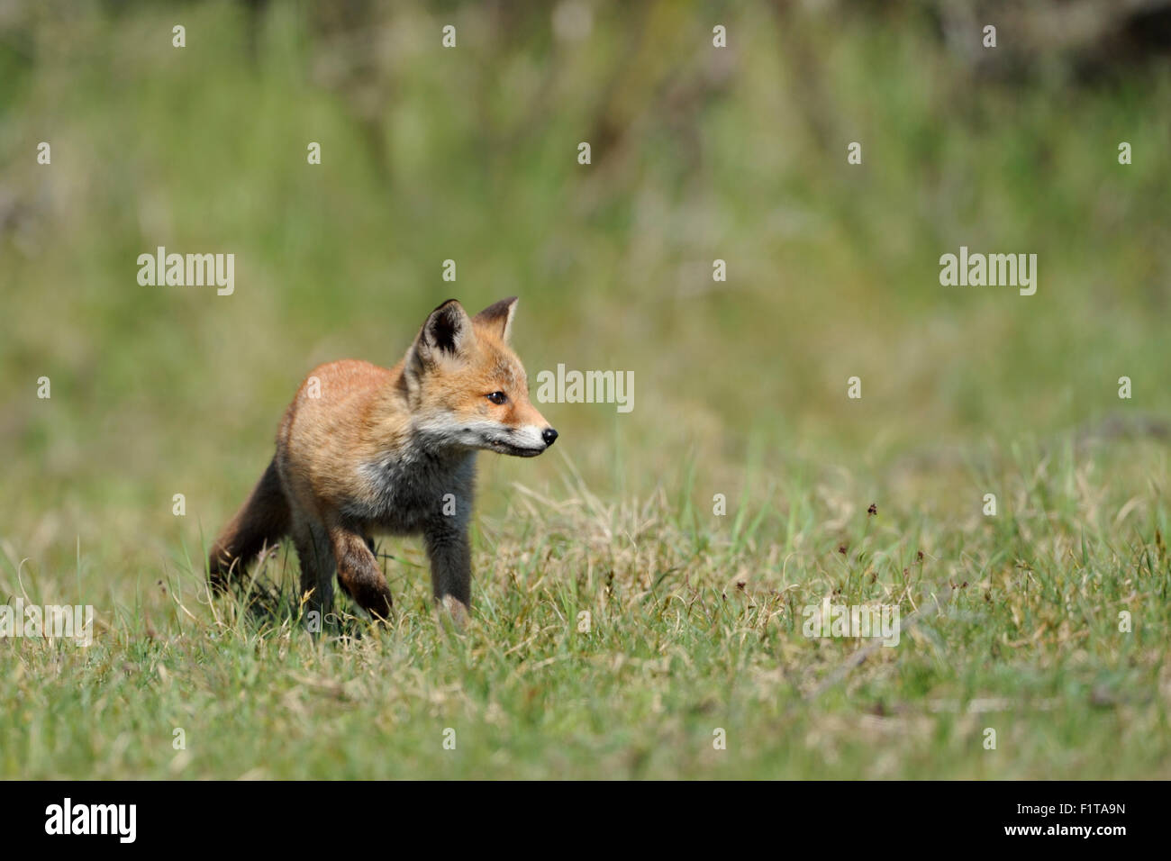 Attento giovane cub di Red Fox / Rotfuchs ( Vulpes vulpes ) su un prato alla ricerca del suo ambiente. Foto Stock