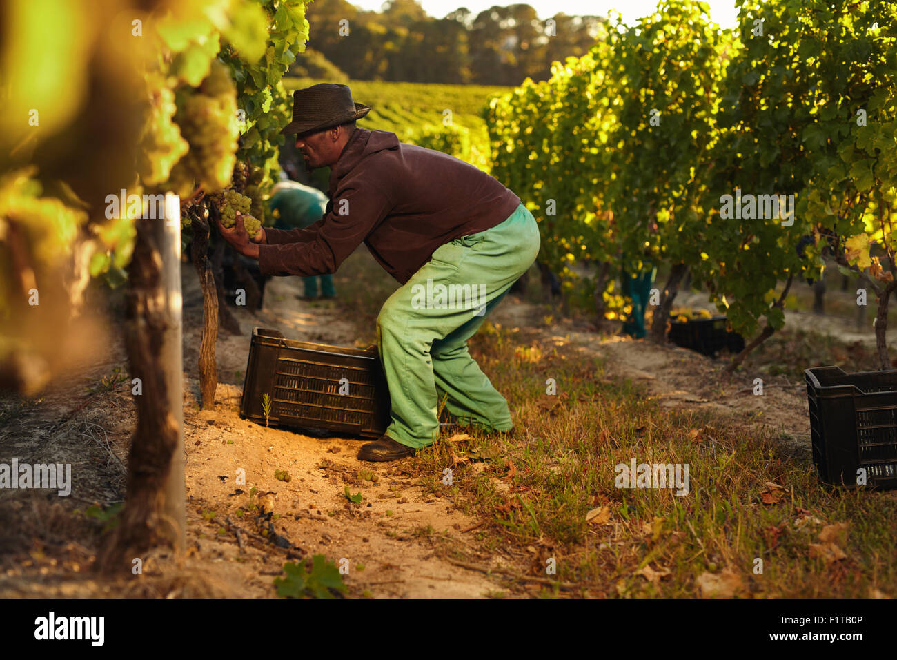 Contadino al lavoro durante il tempo di raccolta in vigna. Uomo taglio di uva in vigna e la messa in una gabbia di plastica. Foto Stock